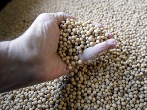 Canada’s soybean exports to China rose 80 per cent to nearly 3.6 million tonnes in 2018 compared to a year earlier, as Beijing’s 25 per cent tariff on U.S. soybeans upended global trade flows and sent Chinese buyers hunting for alternative suppliers.