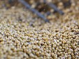 Soybeans unloaded from a grain truck.