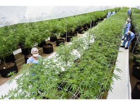 FILE - In this Jan. 30, 2019 file photo, employees prune marijuana plants at a Fotmer SA, greenhouse in Nueva Helvecia, Uruguay. On April 24, 2019, Fotmer in Uruguay and another company in Colombia announced they will become the first to export legal medical marijuana products from Latin America to Europe, part of what the firms hope will become a growing trade.