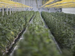 Aphria's greenhouse in Leamington, Ont.