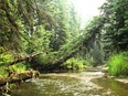 Alberta's South Raven River flows through a spruce forest.