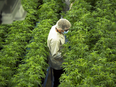 A worker at Canopy Growth's Tweed facility in Smiths Falls, Ontario.