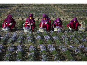 FILE - In this Nov. 27, 2013, file, photo, Afghan women work in a saffron field in Herat, Afghanistan, where, 90 percent of the former poppy farmers have switched to growing the pricey spice, according to the Afghan Ministry of Counter Narcotics. Afghanistan may not be ready for peace unless it formulates a strategy for re-integration of Taliban fighters into society, combating corruption and reining in the country's runaway narcotics problem, a U.S. watchdog said Wednesday, May 1, 2019.