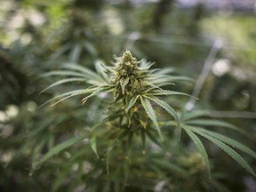 A cannabis plant approaching maturity at a facility in Ontario.