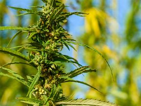 It is much cheaper to grow cannabis outdoors, so why aren't companies jumping at that option?