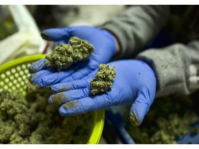 FILE - In this Thursday, April 4, 2019 photo a cannabis worker displays fresh cannabis flower buds that have been trimmed for market in Gardena, Calif. When California voters broadly legalized marijuana, they were promised that a vast computer platform would closely monitor products moving through the new market. Sixteen months after the start of broad legal sales, just a few hundred operators are entering data into the track-and-trace system.