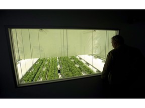 Staff work in a marijuana grow room that can be viewed by at the new visitors centre at Canopy Growth's Tweed facility in Smiths Falls, Ont., on Thursday, Aug. 23, 2018.