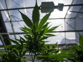 Cannabis plants in the greenhouse of licensed producer CannTrust in Fenwick, Ont. Health Canada now requires licence applicants to have their facilities ready to grow.