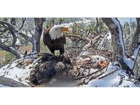 FILE - This Monday, May 20, 2019 file photo, of an image from a remote video camera provided by the Friends of Big Bear Valley, shows a bald eagle parent watching over its two chicks, on a nest covered with snow that fell overnight in the Angeles National Forest near Big Bear, Calif. Late season rain and snow were apparently too much for a bald eagle chick in a Southern California forest nest watched by a popular internet camera. The death of the chick named Cookie was announced Monday, May 27, 2019 by the environmental advocacy group Friends of Big Bear Valley and the San Bernardino National Forest. (Friends of Big Bear Valley via AP,File)