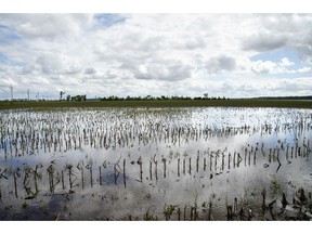 In this May 29, 2019 photo, a field is flooded by waters from the Missouri River, in Bellevue, Neb. Thousands of Midwest farmers are trying to make decisions as they endure a spring like no other. It started with a continuation of poor prices for corn and soybeans that fell even further as tariffs imposed by the U.S. and China ratcheted higher. Next came flooding from melting snow followed by day after day of torrential rains that made planting impossible or flooded fields where plants were just starting to emerge.