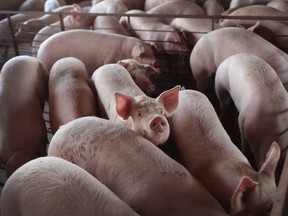 Canadian pork shipments to Japan saw a 122 per cent increase in February compared to the same month a year ago. February was the second month the new trade agreement was in effect.