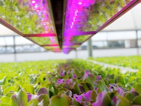BioLumic’s technology unlocks the power of ultraviolet light to significantly improve plant growth, disease resistance and yield.