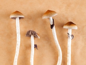 Unlike cannabis, research into psilocybin's medical applications is limited by the fact that the use of magic mushrooms remains illegal virtually everywhere.