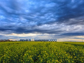 A ripening canola field in Saskatchewan.
