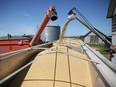 A trailer is filled with soybeans at a farm in Buda, Ill.