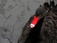 Induction may be used not only to identify new ideas but also to “prove” shaky theories because it cannot confirm the absolute truth of a statement, as shown in the famous black swan problem.