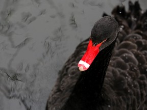 Induction may be used not only to identify new ideas but also to “prove” shaky theories because it cannot confirm the absolute truth of a statement, as shown in the famous black swan problem.