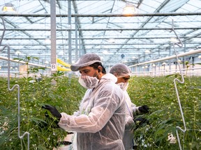 Canopy Growth workers at the company’s operations in Aldergrove, B.C.