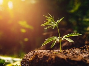 Fully realized, ZeaKal’s technology could signal millions – and even billions – of dollars in value creation for the cannabis and hemp industry.