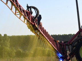 A farmer sprays Roundup on a crop of corn in France.