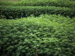 Hemp plants. Hemp-derived CBD products were legalized with the passage of the U.S. farm bill in December.