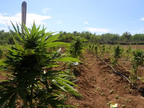 Cannabis plants grow on a farm in Jamaica.