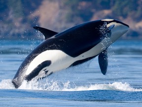 An orca breaches off Vancouver Island. Orca spotting is one of the 10 adventures Airbnb is launching in Canada.