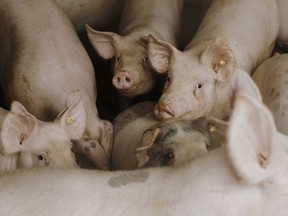 Pigs on a farm in Collins, Iowa. Canadian pork exports to Japan edged ahead of those of the U.S. for the first time in April.