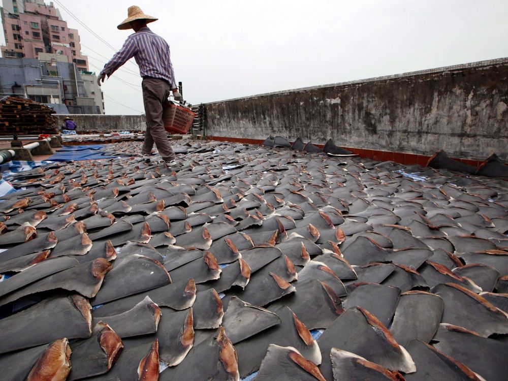 Shark fins banned in Canada? Not really.