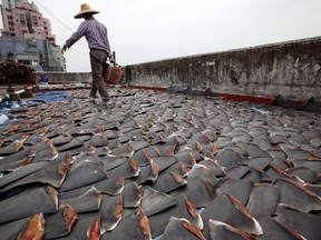 In this Jan. 3, 2013 file photo, a worker collects pieces of shark fins dried on the rooftop of a factory building in Hong Kong.