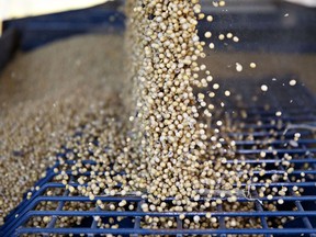 Soybeans harvested from a farm in Illinois.