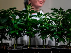 Tilray's stock surged Monday on news of the transaction.