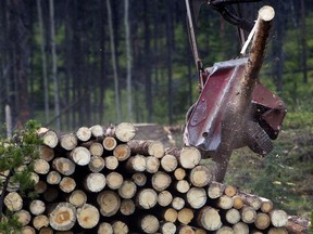 A logging machine piles up freshly harvested trees on a block of land west of Quesnel, British Columbia.