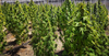 Closeup of an outdoor cultivation section at Santa Marta Golden Hemp