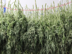 Harvested cannabis is hung to dry inside a production facility.