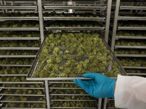 Trays of drying cannabis buds at the CannTrust's Niagara Perpetual Harvest facility in Pelham, Ont.