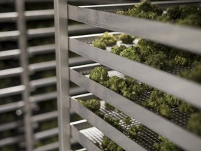 Cannabis buds sit in trays to dry at the CannTrust Holding Inc. Niagara Perpetual Harvest facility in Pelham, Ontario.