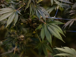 Cannabis plants grow in a greenhouse at the CannTrust production facility in Fenwick, Ontario, Canada, on Monday, Oct. 15, 2018.