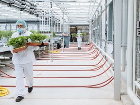 Grow technicians bring cannabis plants into the propagation and mothering room at the CannTrust Holdings Inc. cannabis production facility in Fenwick, Ont., in October 2018.