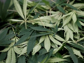 Cuttings from marijuana plants are pictured at the Canopy Growth Corporation facility in Smiths Falls, Ontario.