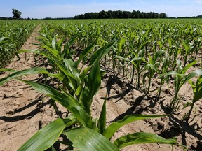 A corn field in southwestern Ontario.