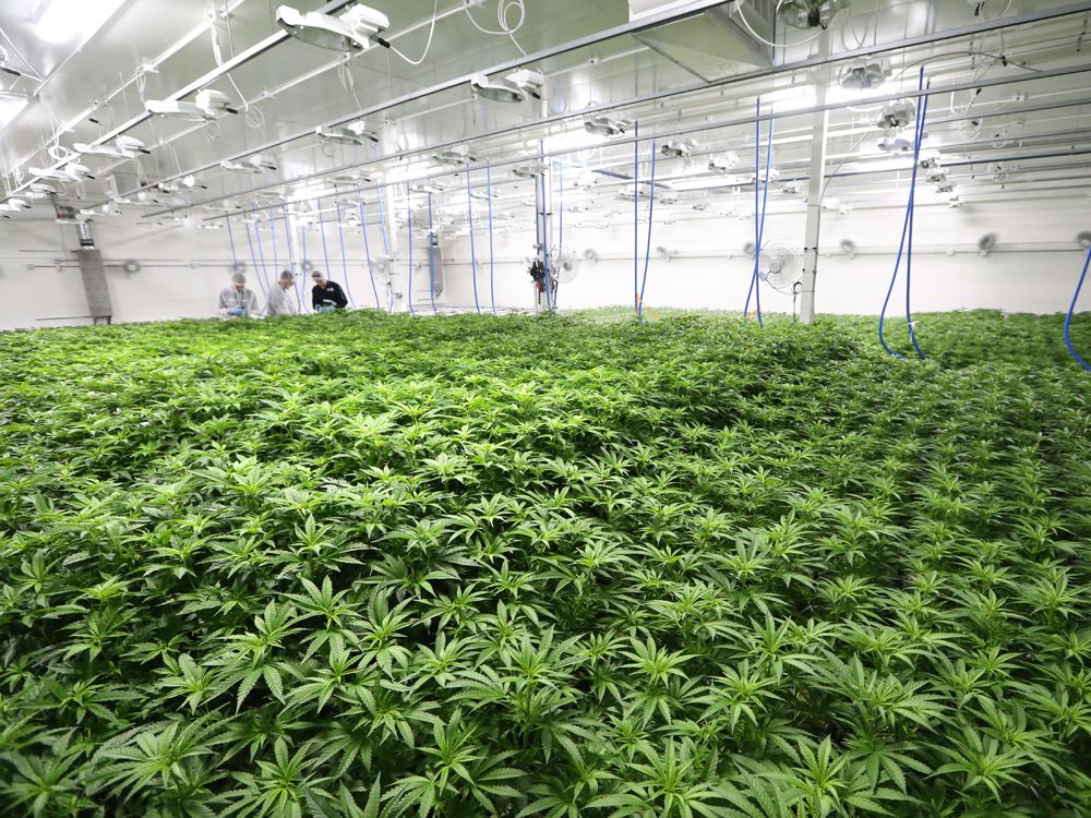 Canadian cannabis firm Sundial Growers follows Tilray to market in U.S