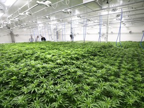 Cannabis plants grow in a vegetation room at the Sundial Growers cannabis production facility in March.