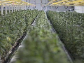 Marijuana plants growing at Aphria's Leamington facility.