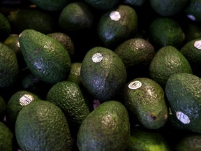 William Watson: I wonder if avocados make it into the federal campaign. It is a very downtown, Liberal kind of food.