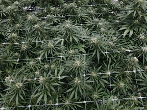 Cronos Group is investing in its Israeli research facility and boosting production capacity for its medical marijuana brand Peace Natural.