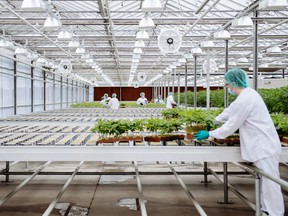 Grow technicians bring plants into the propagation and mothering room at the CannTrust Holdings Inc. cannabis production facility in Fenwick, Ont.
