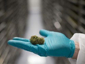 An employee displays a cannabis bud for a photograph at the CannTrust Holdings facility in Pelham, Ont.