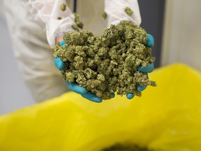 An employee displays cannabis buds at CannTrust’s facility in Pelham, Ont.