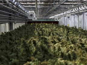 Cannabis plants grow in a greenhouse at the CannTrust Holding Inc. Niagara Perpetual Harvest facility in Pelham, Ont. in July 2018.